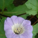 Nicandra physaloides
